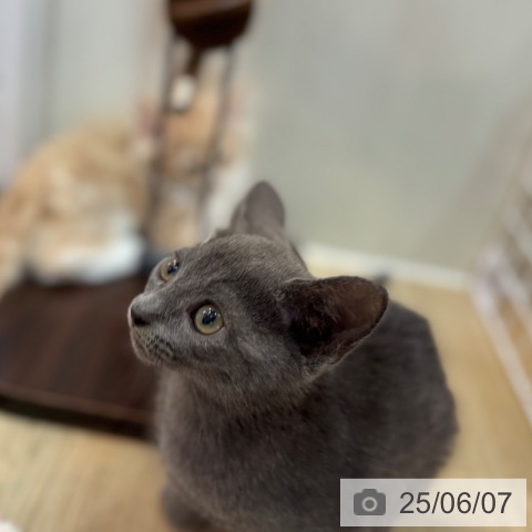 ロシアンブルーの写真