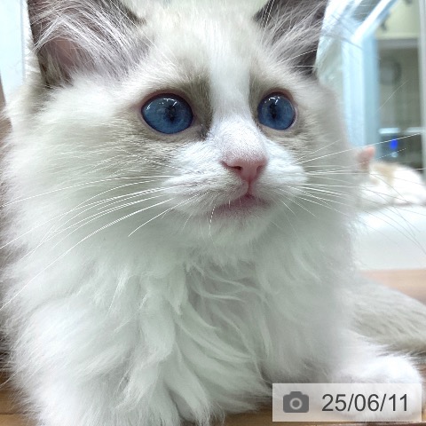 ラグドールの写真