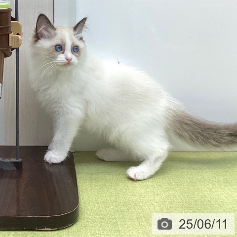 ラグドールの写真