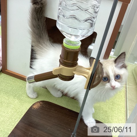 ラグドールの写真