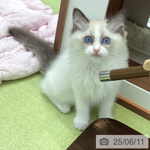 ラグドールの写真