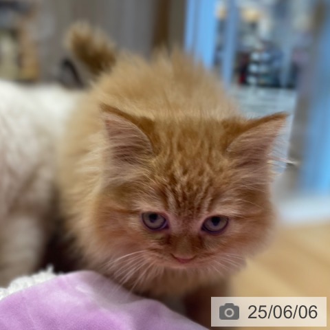 ラガマフィンの写真