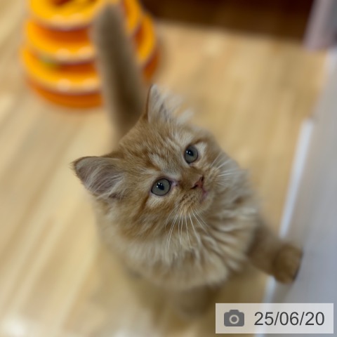 ラガマフィンの写真