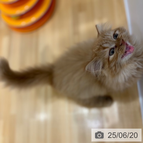 ラガマフィンの写真