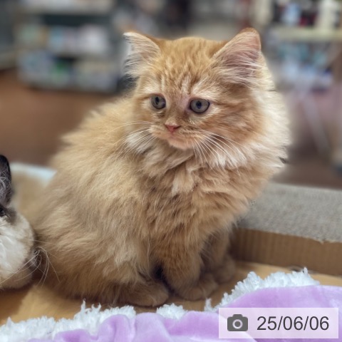 ラガマフィンの写真