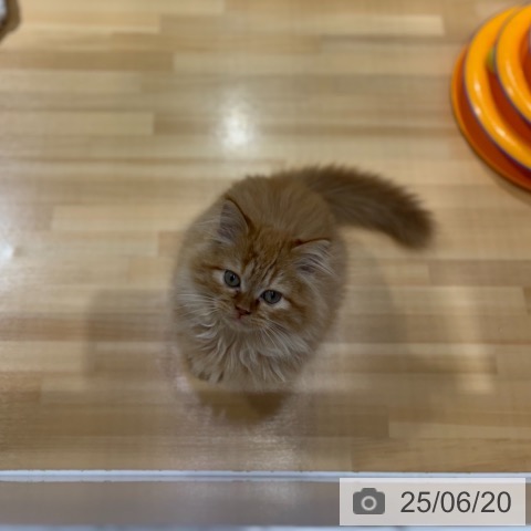 ラガマフィンの写真