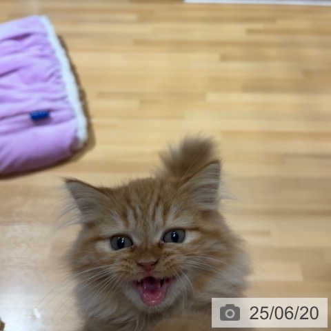 ラガマフィンの写真