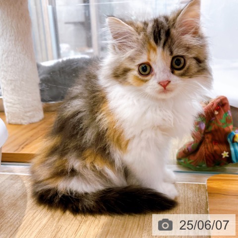 スコティッシュフォールドの写真