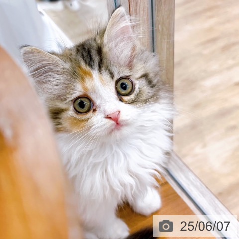 スコティッシュフォールドの写真