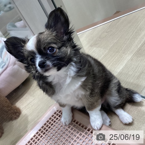 チワワの写真