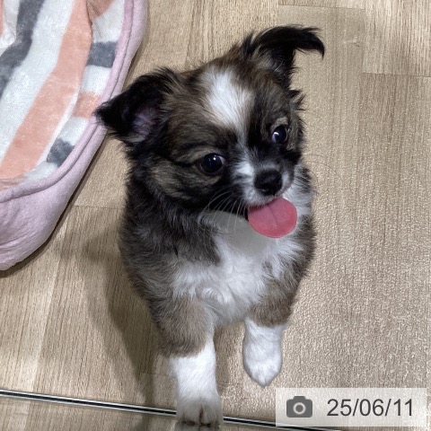 チワワの写真