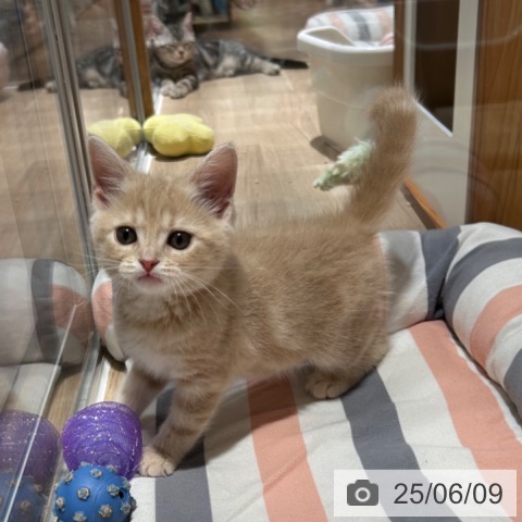 スコティッシュフォールドの写真