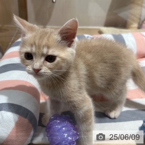 スコティッシュフォールドの写真