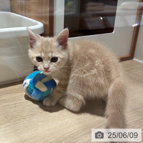 スコティッシュフォールドの写真