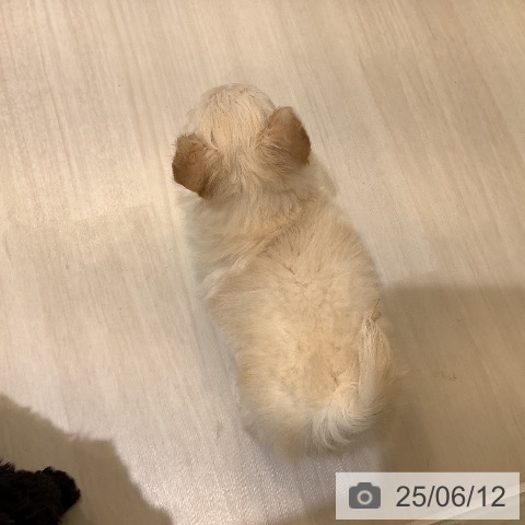 チワワの写真