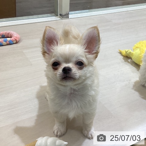 チワワの写真