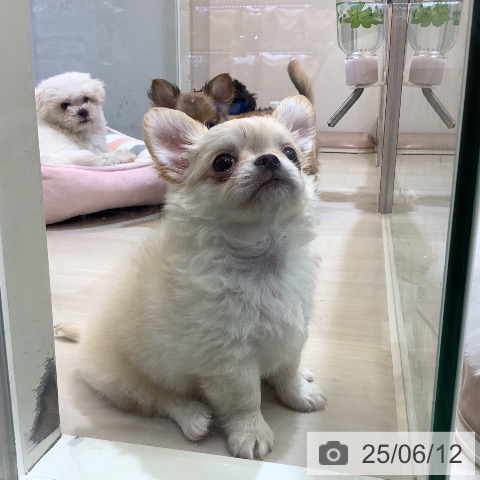 チワワの写真
