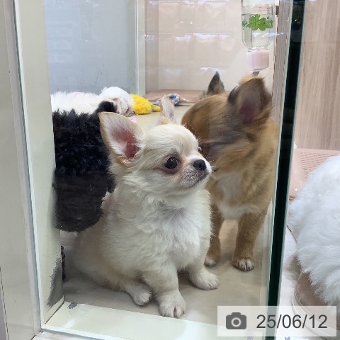チワワの写真