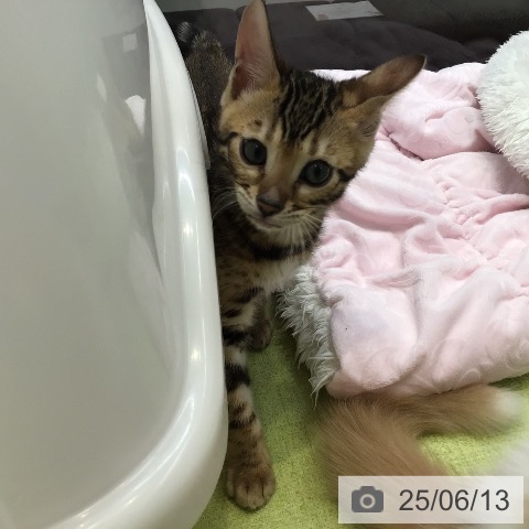 ベンガルの写真