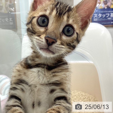 ベンガルの写真