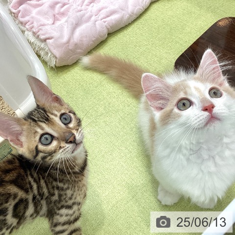ベンガルの写真