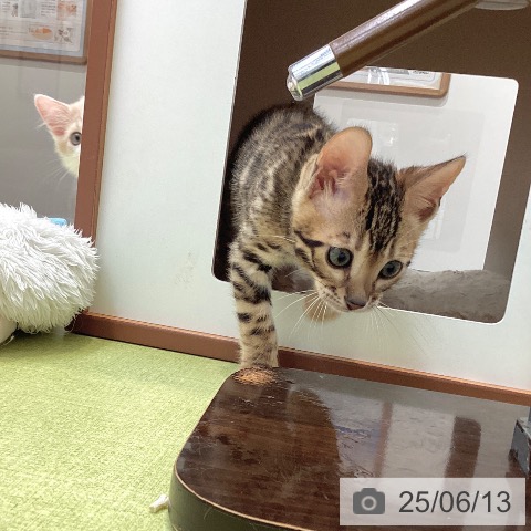 ベンガルの写真