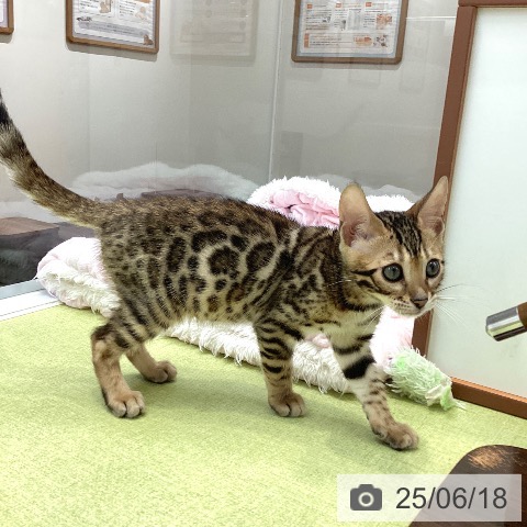 ベンガルの写真
