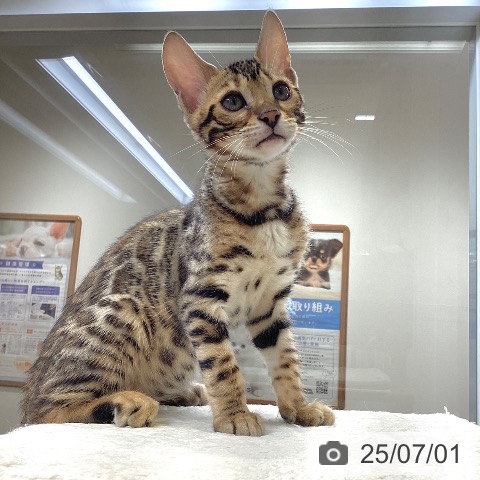 ベンガルの写真