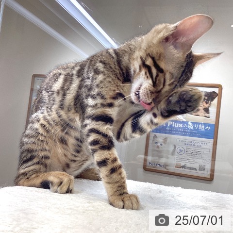ベンガルの写真