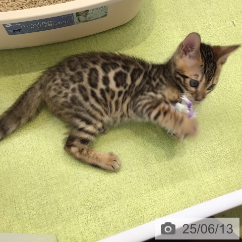 ベンガルの写真
