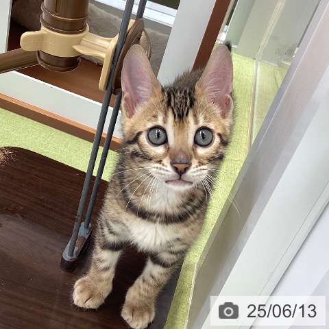 ベンガルの写真