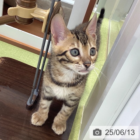 ベンガルの写真