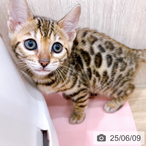 ベンガルの写真