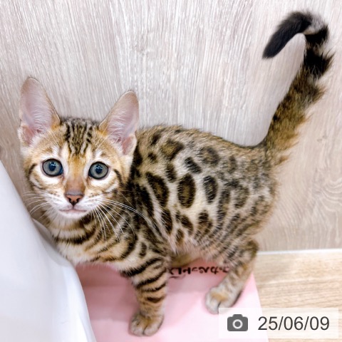 ベンガルの写真