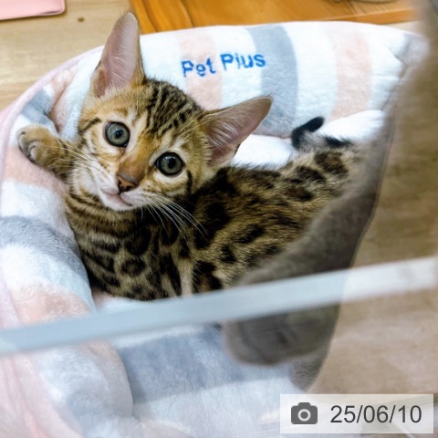 ベンガルの写真