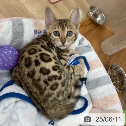 ベンガルの写真