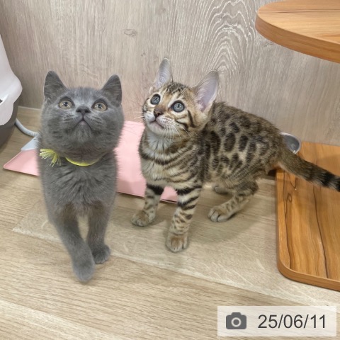 ベンガルの写真