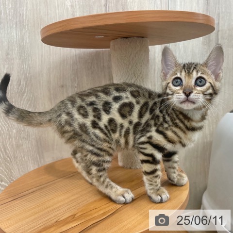 ベンガルの写真