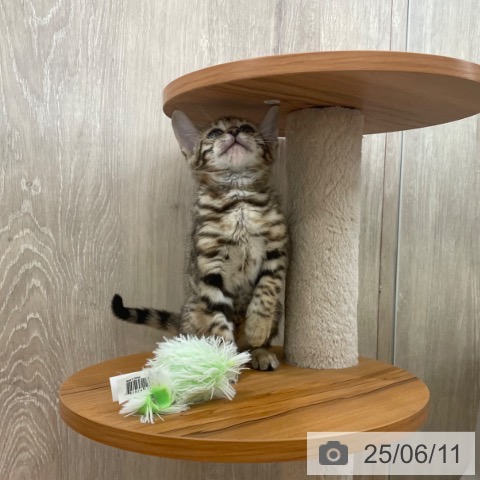 ベンガルの写真