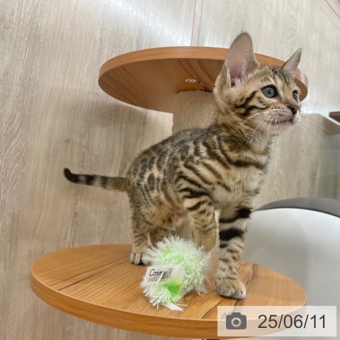 ベンガルの写真