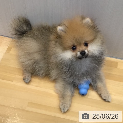ポメラニアンの写真