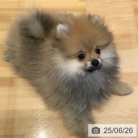 ポメラニアンの写真