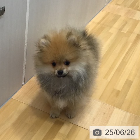 ポメラニアンの写真