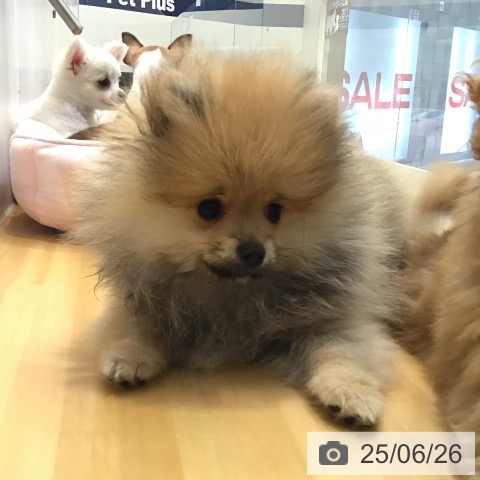 ポメラニアンの写真