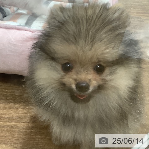 ポメラニアンの写真