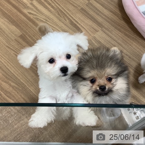 ポメラニアンの写真