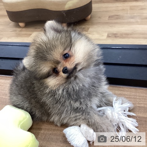 ポメラニアンの写真