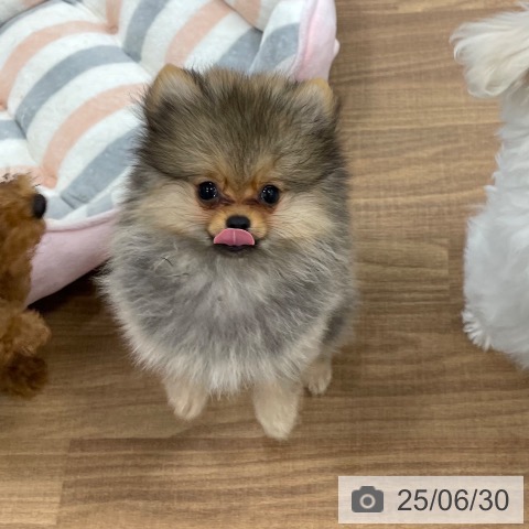 ポメラニアンの写真