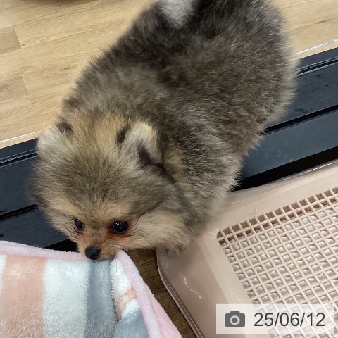 ポメラニアンの写真