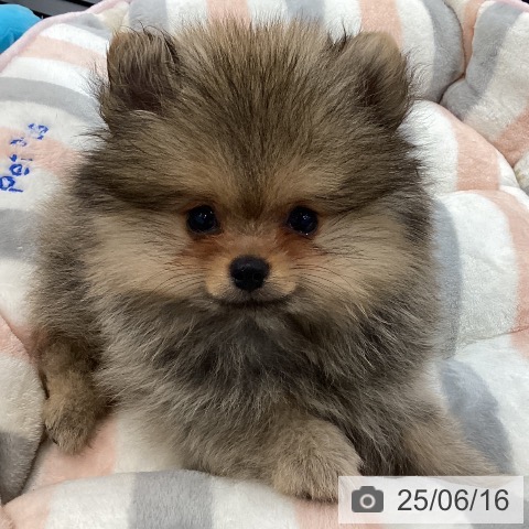 ポメラニアンの写真